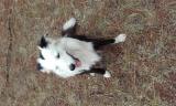 Don boder collie... ANNONCES Bazarok.fr