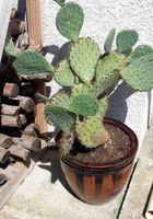Trois gros Cactus en pot à... ANNONCES Bazarok.fr