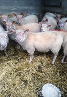 Avendre---mouton---rouge-de--loueste... ANNONCES Bazarok.fr